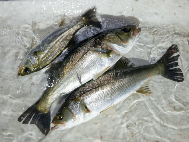 P1040407
