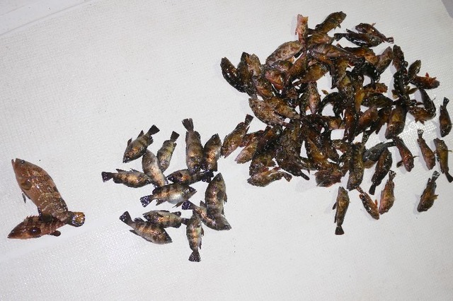 キジハタ　メバル　根魚　釣果