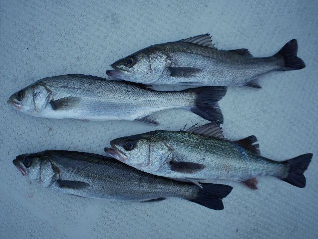 シーバス　釣果写真