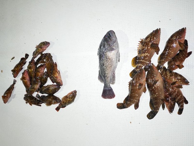 全釣果
