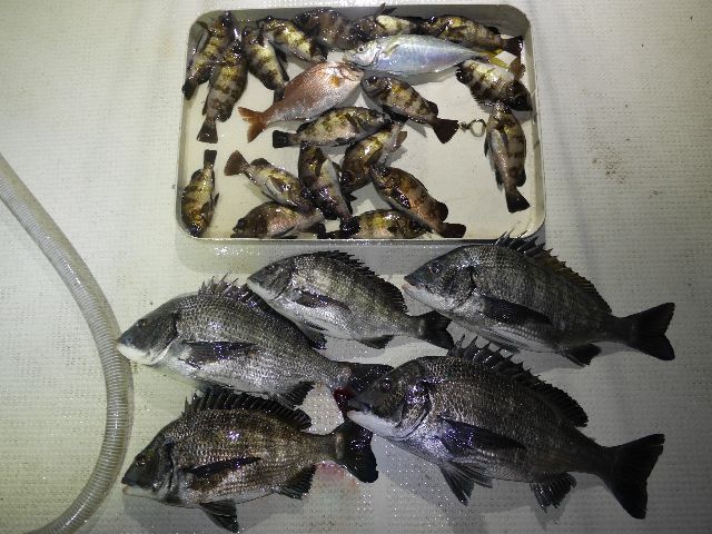 メバル＆クロダイ　釣果写真