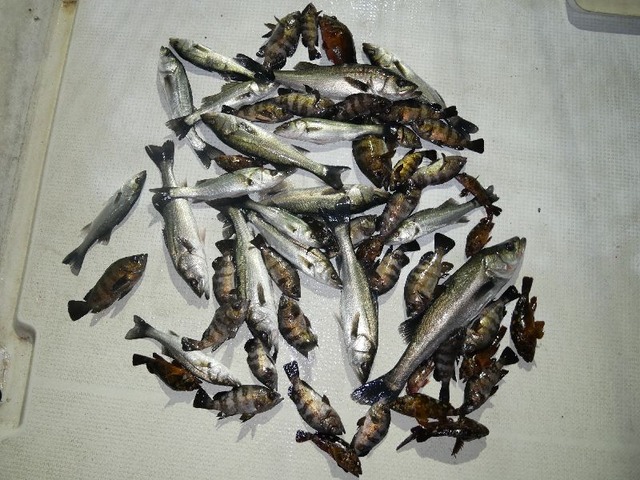 シーバス メバル カサゴ 釣果写真