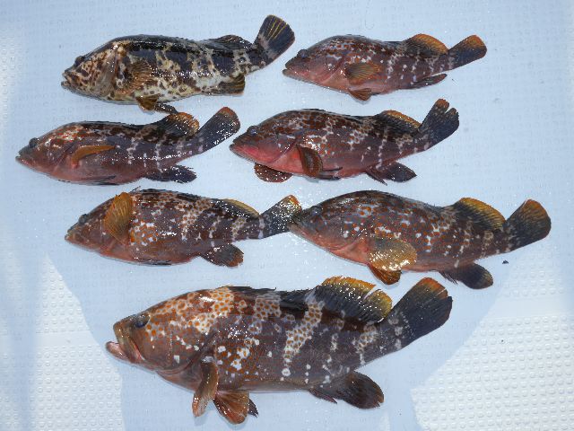 キジハタ　釣果写真