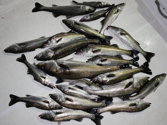 シーバス　釣果