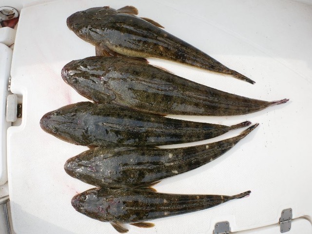 マゴチ　釣果写真