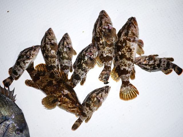 タケノコメバル 釣果