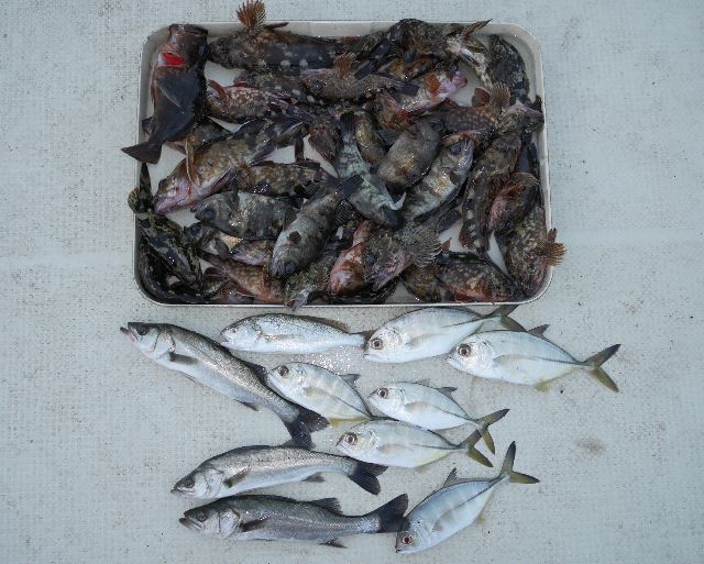 根魚　メッキ　釣果写真