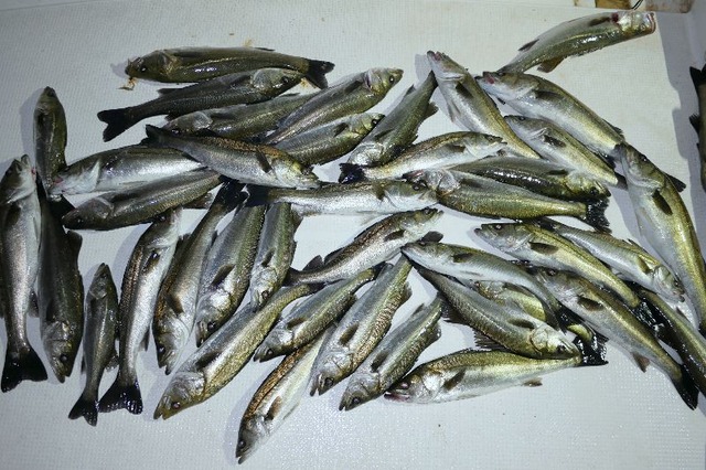 シーバス 釣果