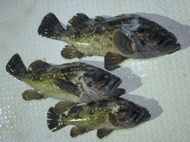 クロソイ　釣果写真