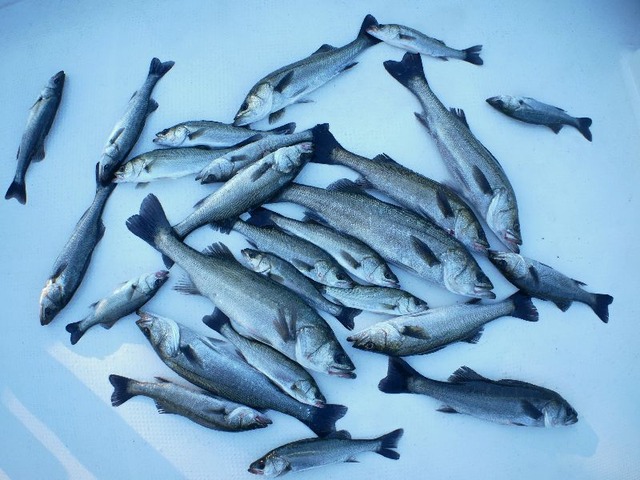 シーバス　釣果