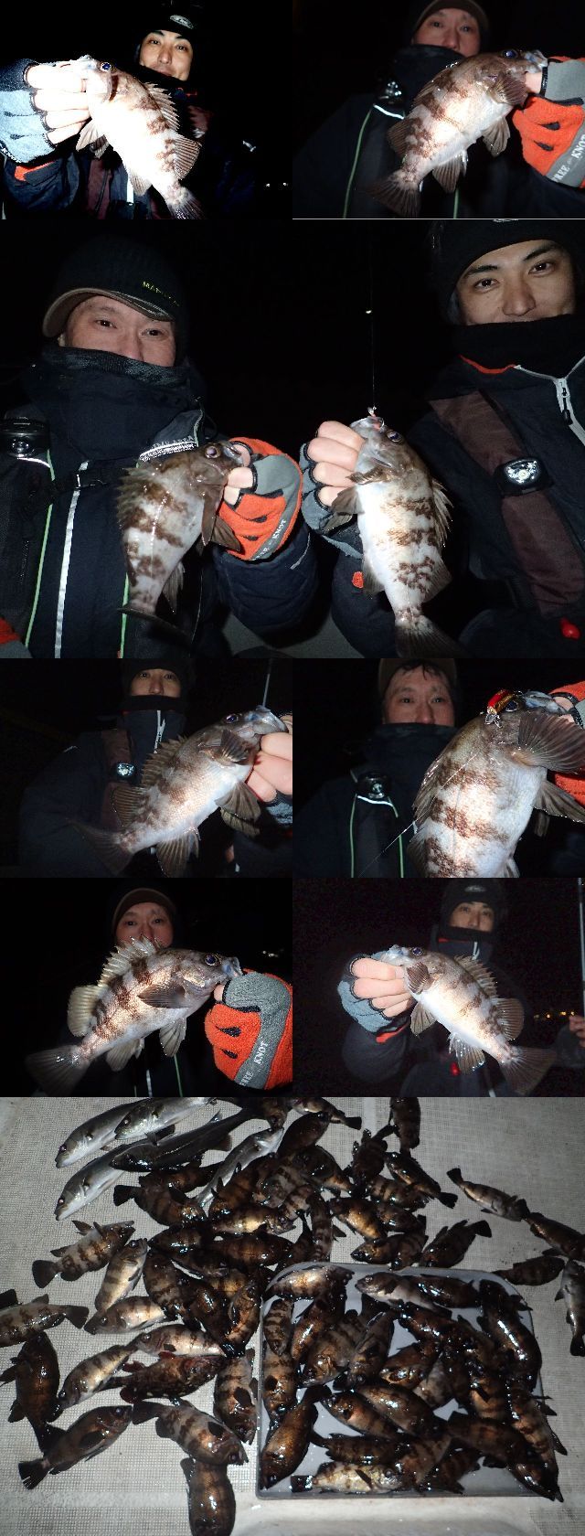 メバル　釣果写真