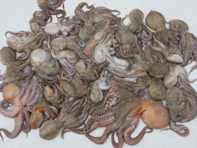 マダコ釣果