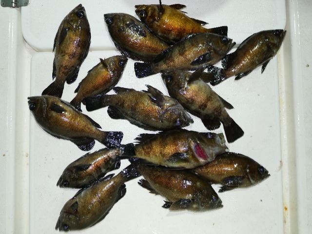 メバル　釣果写真