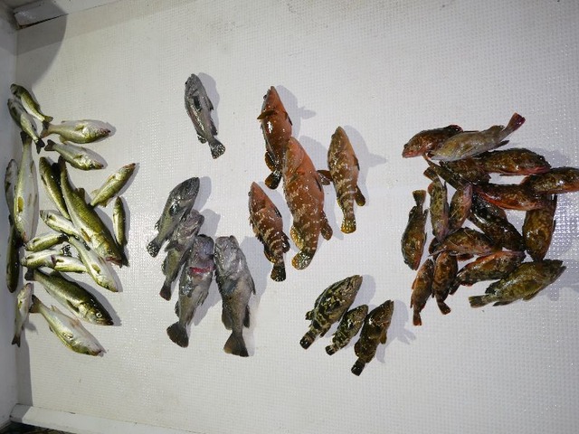 全釣果