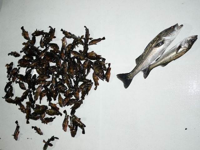 全釣果