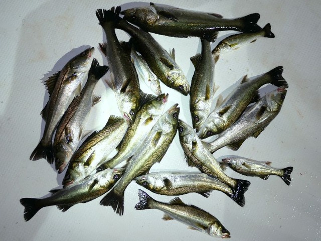 シーバス 釣果