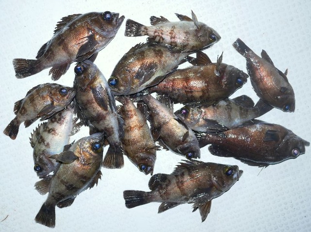 メバル釣果