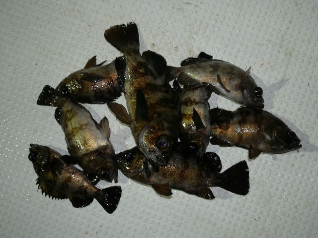 メバル　釣果写真