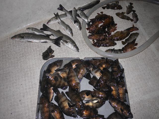 メバル　他　釣果写真