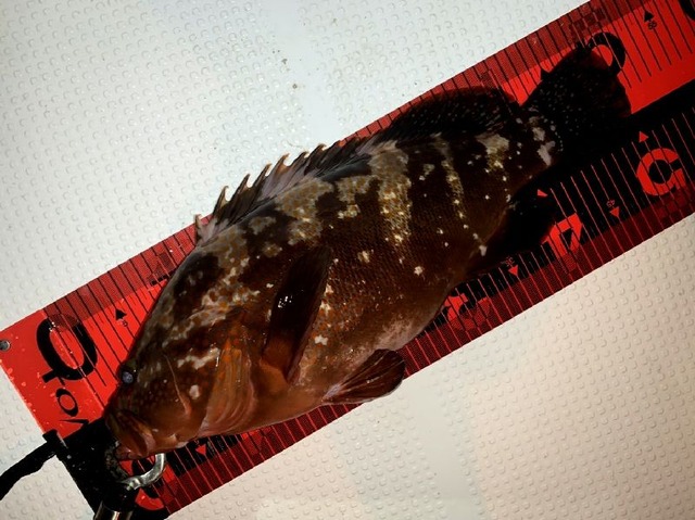 良型　キジハタ