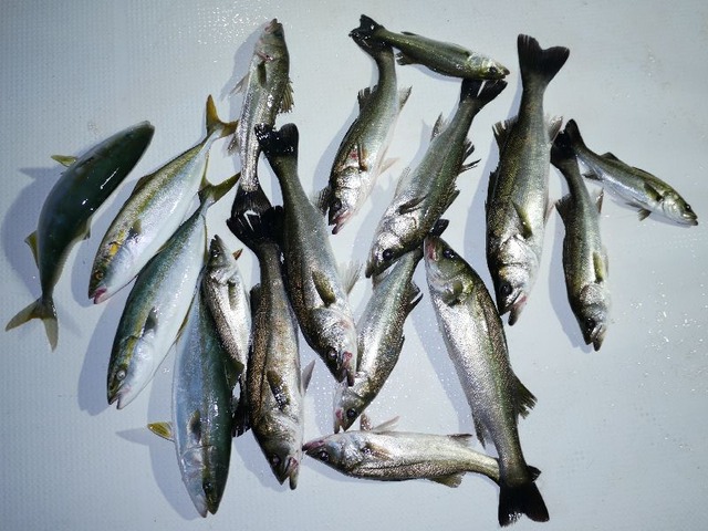 ハマチ　シーバス　釣果
