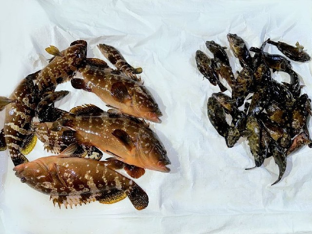 全釣果