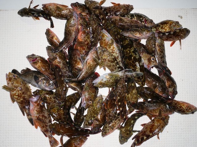 カサゴ釣果