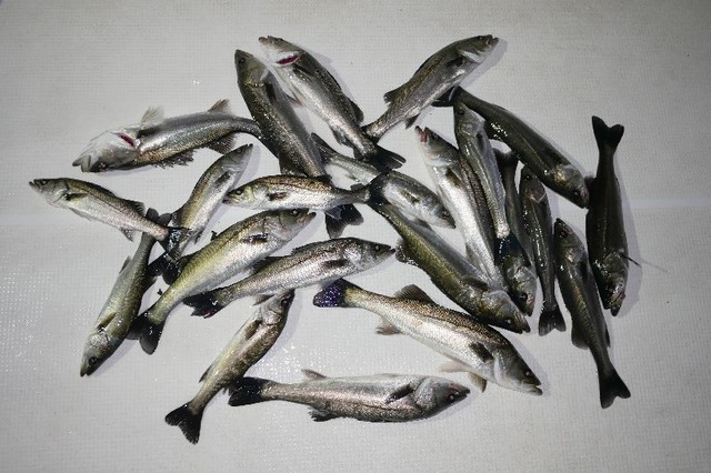 シーバス　釣果