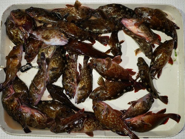 カサゴ　釣果
