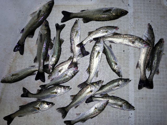 シーバス　釣果写真