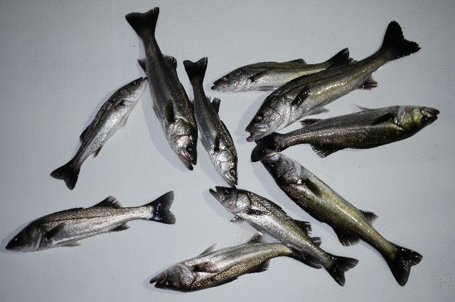 シーバス 釣果