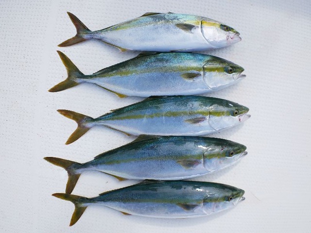 ハマチ釣果