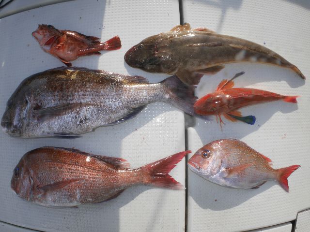 沖　釣果