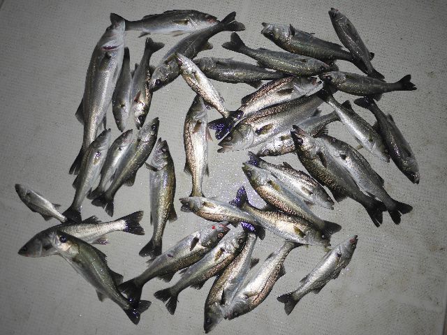 シーバス　釣果写真