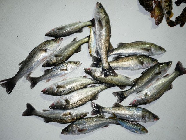 シーバス釣果