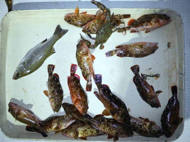 その他 釣果写真