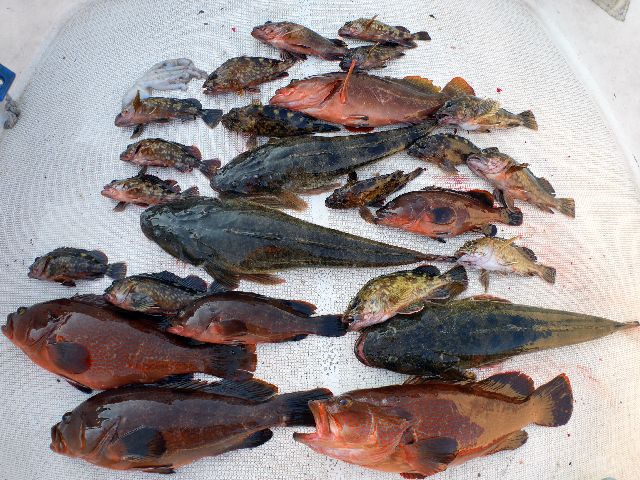 キジハタ マゴチ　釣果写真