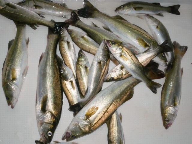 シーバス釣果