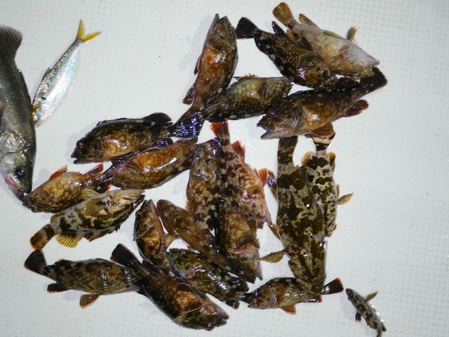 根魚