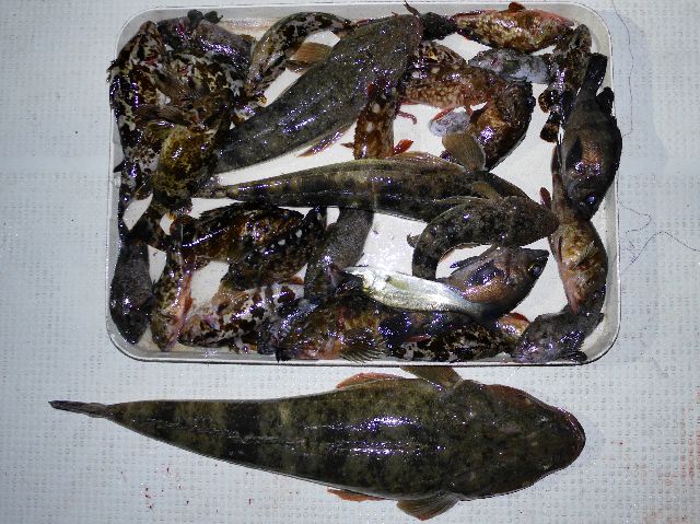 マゴチ 根魚 釣果写真