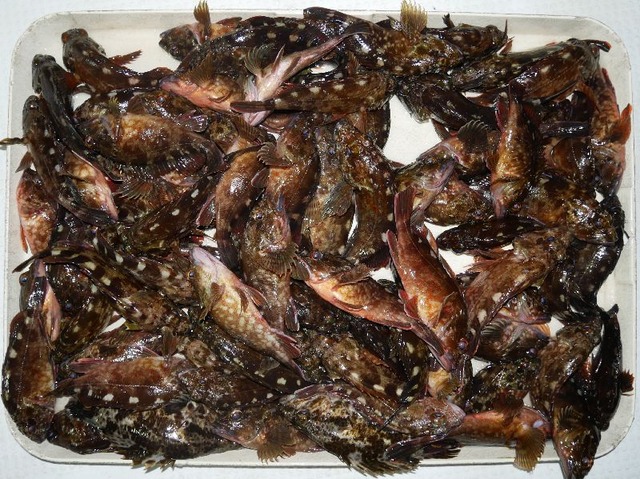 カサゴ　釣果写真
