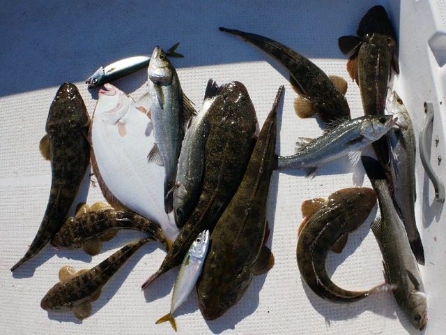 シーバス　マゴチ　ヒラメ　釣果写真