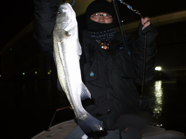 名古屋港　シーバス