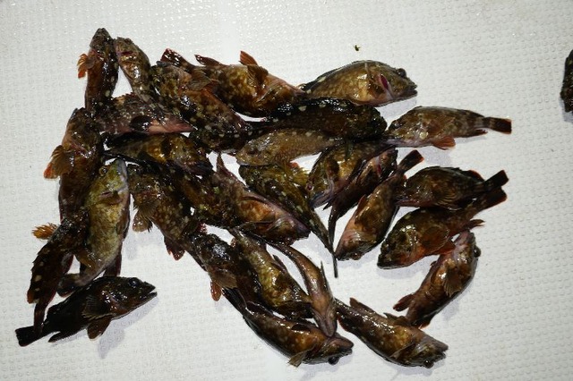 カサゴ 釣果写真