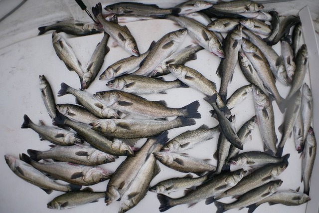 シーバス 釣果