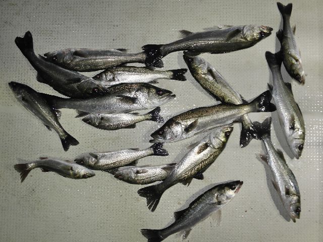 シーバス 釣果写真