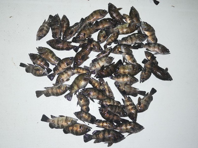 メバル釣果