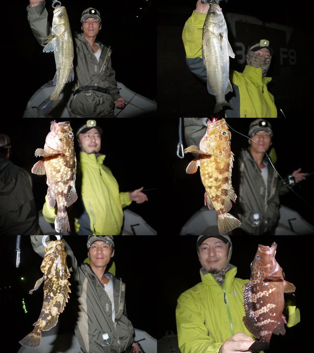 シーバス　根魚　釣果写真