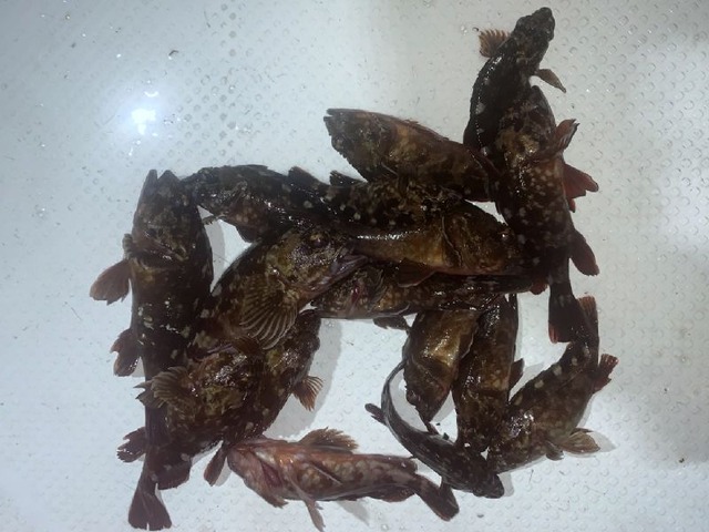 カサゴ 釣果