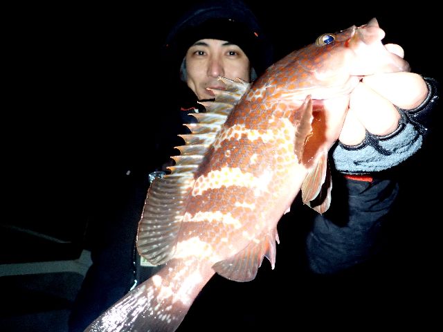 名古屋港　キジハタ　#1